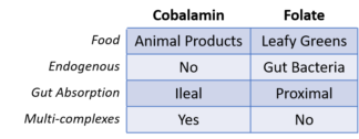 Cobalamin And Folate Deficiencies In Cats And Dogs – VDI Laboratory, LLC