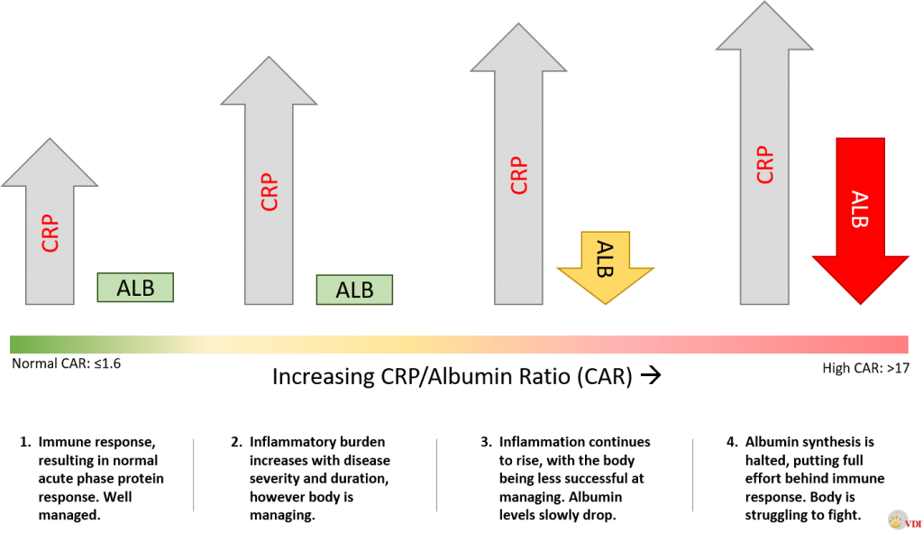 how-do-you-increase-albumin-levels-in-dogs