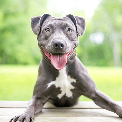 Happy smiling dog.
