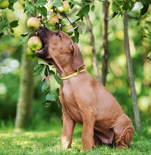 dog reaching for an apple in the apple tree.