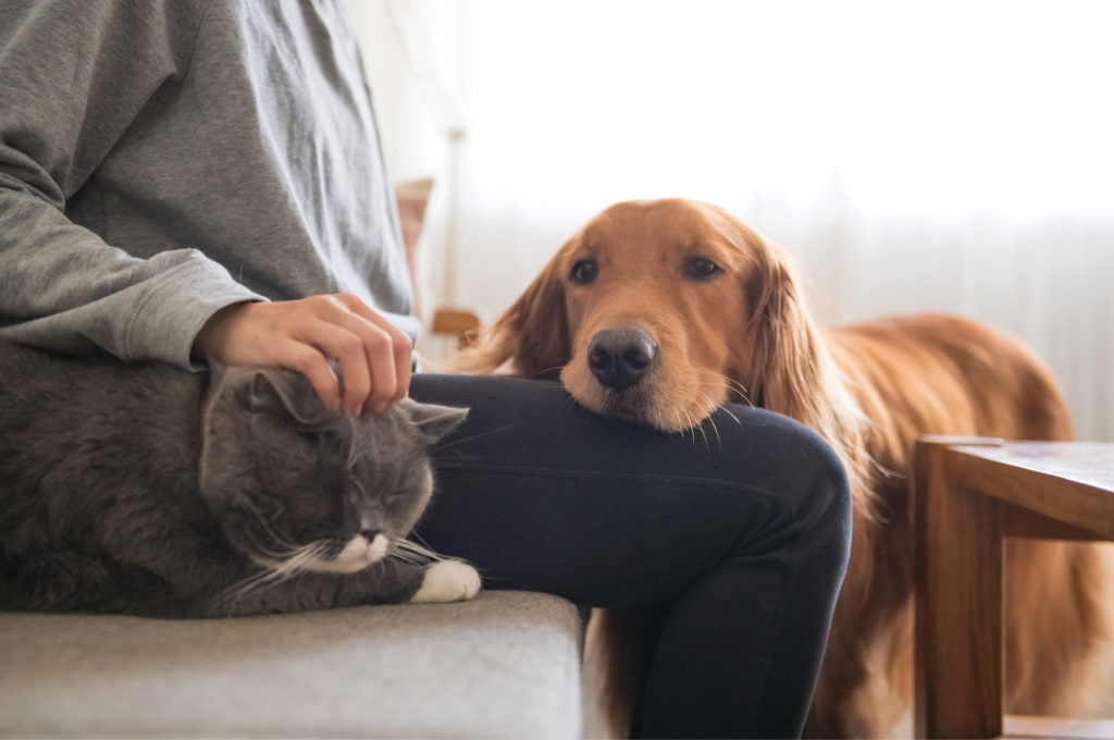 Golden retriever with chin on human's lap.  Human is petting a cat's head.