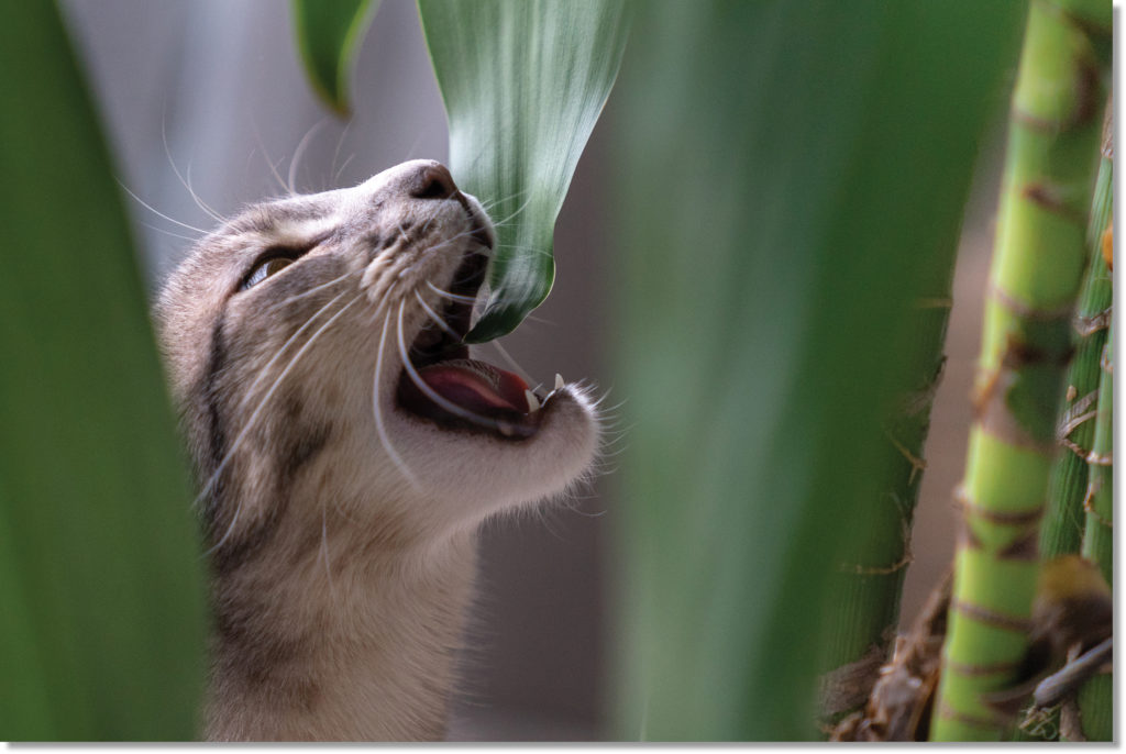 Cat reaching to eat a broad leaf