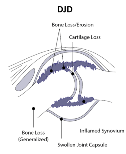 Diagram of a canine joint with degenerative joint disease, showing the damage and result of the damage.