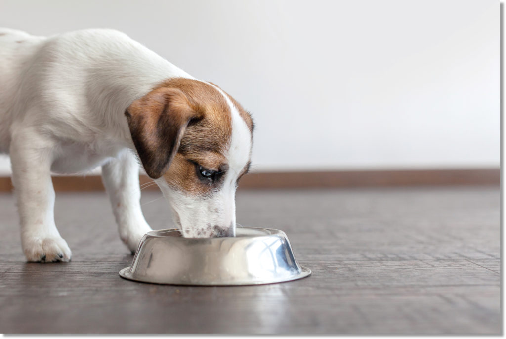 Small dog eating from a bowl.