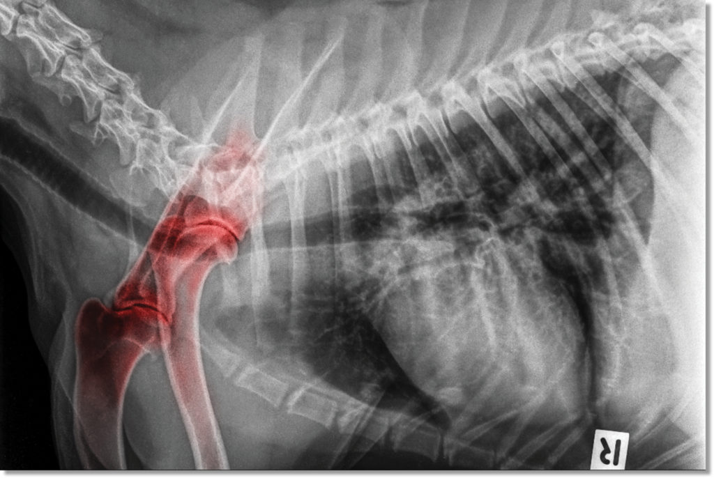 X-Ray with shading of arthritis in the joint of dog
