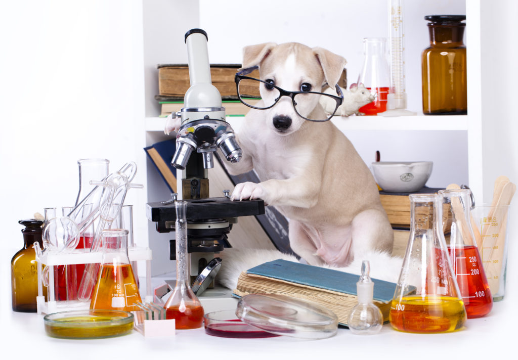 Puppy with laboratory supplies and microscope