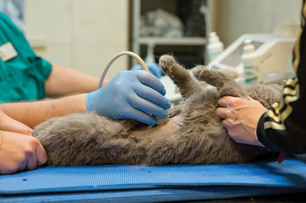 Cat receiving an ultrasound