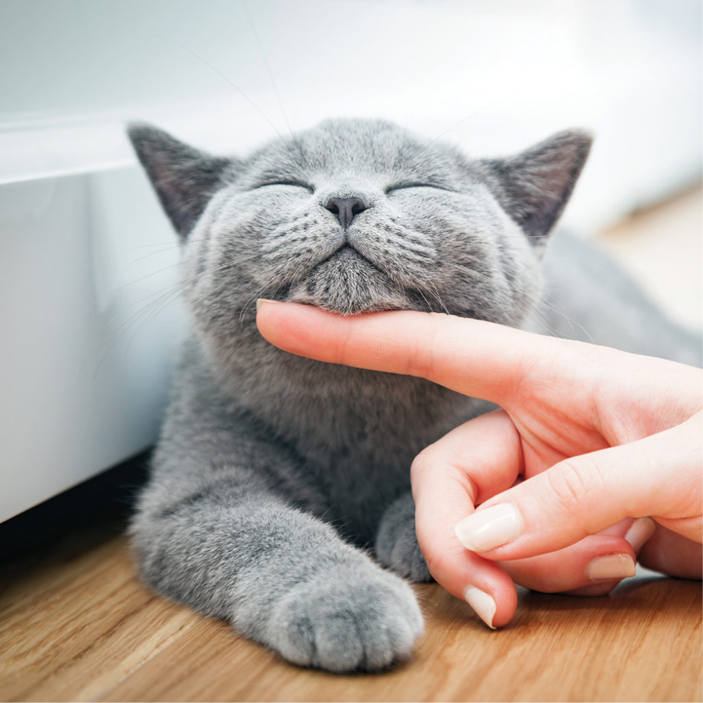 petting the chin of a happy cat.