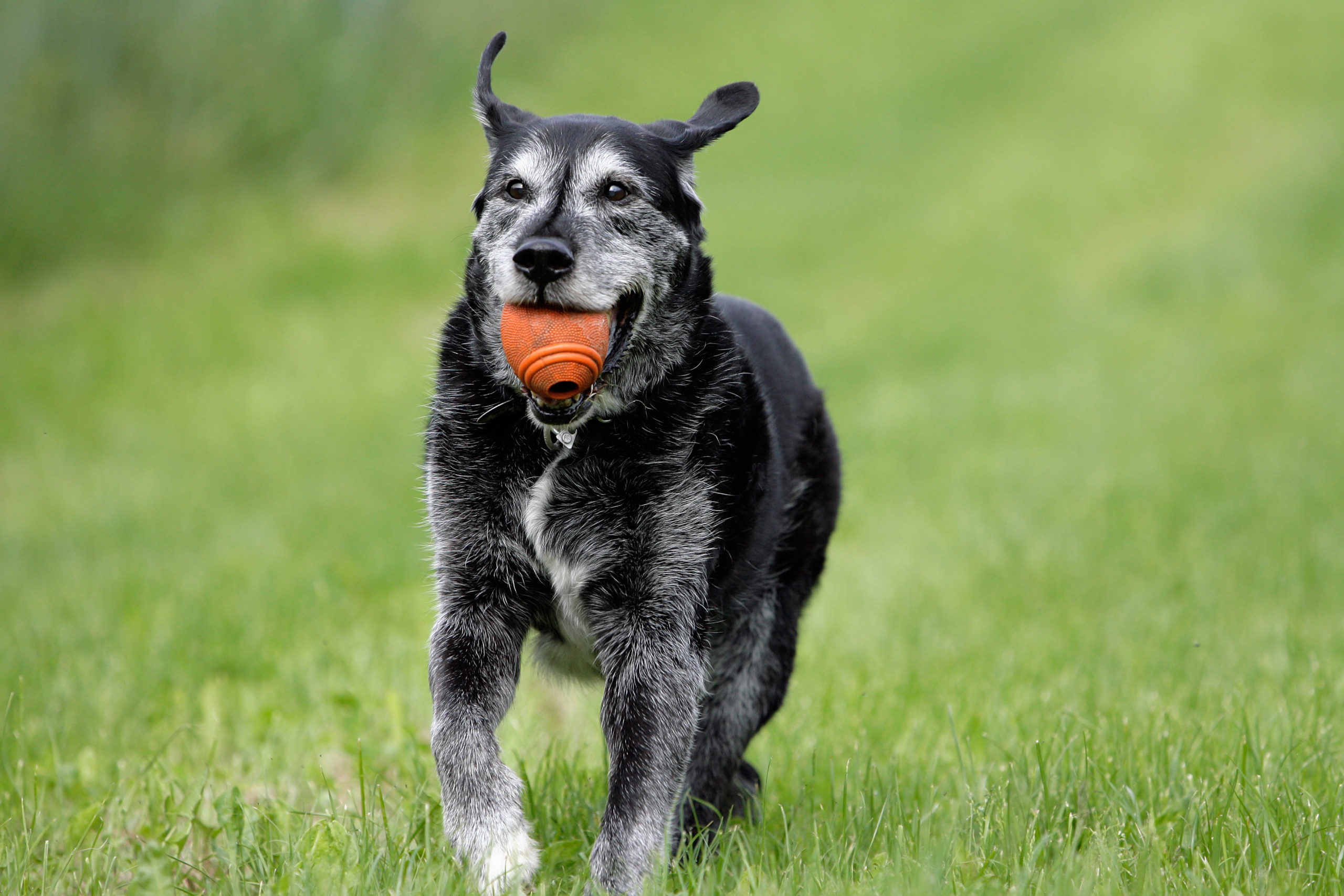 old dog running with ball
