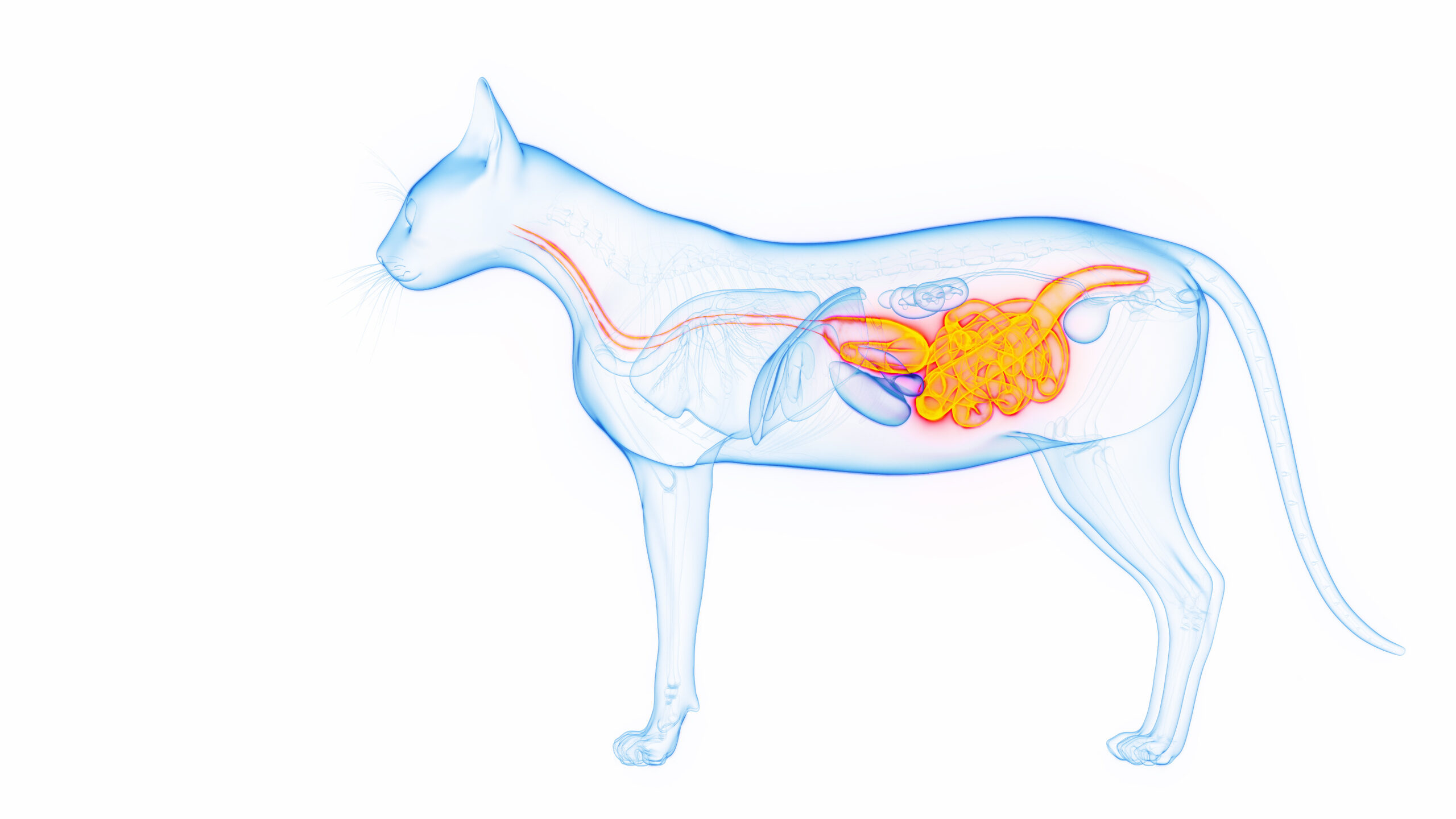 3D medical illustration of a cat's digestive system
